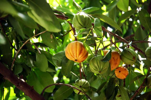 garcinia_cambogia_01