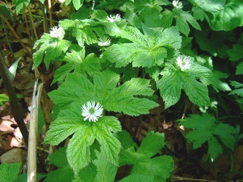 goldenseal