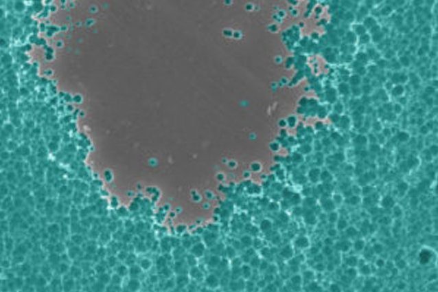 enzima mangia plastica