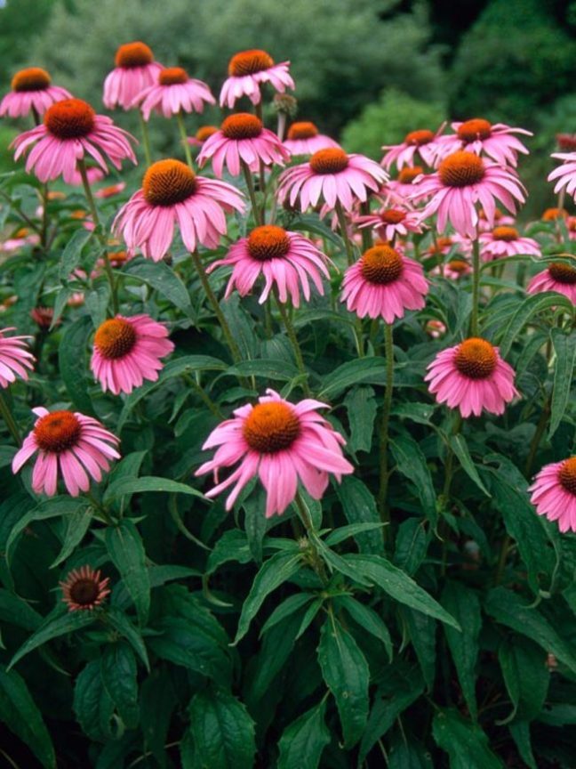 echinacea.jpg
