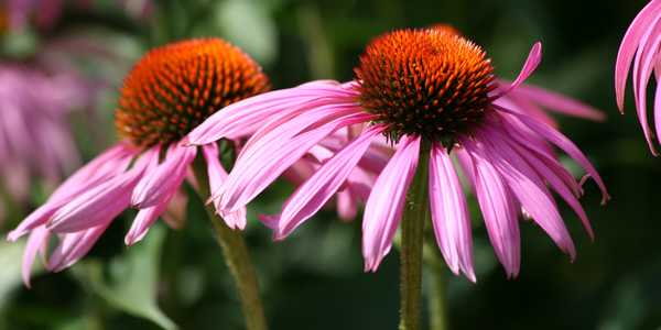echinacea_influenza.jpg